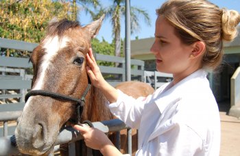 Hospital Veterinário retoma atividades
